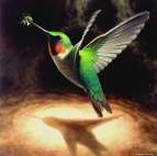 hummingbird-49-pg